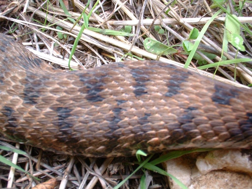 vipera